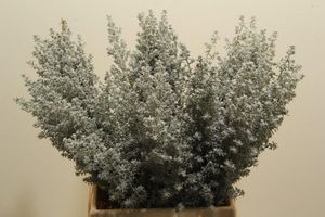 FLEUR DE RIZ BLANCHE 45